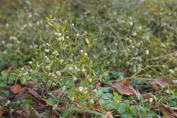 Bunches of mistletoe harvested from trees lying on the ground. Mistletoe is sold before Christmas in every market, due to its fragility it is harvested a few days before sale.