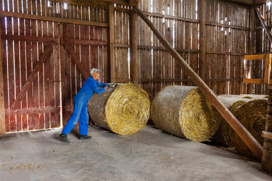 Farmer in barn pushing bale of hay