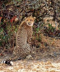 African cheetah in Masai Mara