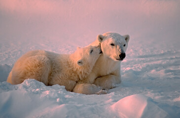 Polar bear and cub