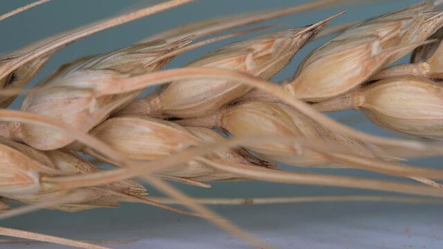 Closeup of  yellow ripe wheat ears dropping from above