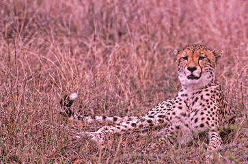 Fototapeta na wymiar African cheetah in Masai Mara
