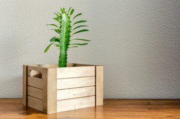 Small Euphorbia trigon on a wooden box. Decoration with houseplant.
