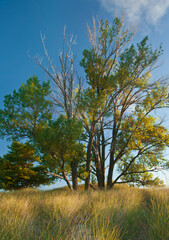 509-89 Trees in the Dunes