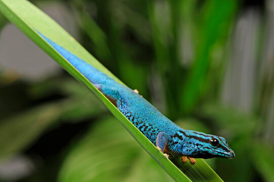 Himmelblauer Zwergtaggecko // turquoise dwarf gecko (Lygodactylus williamsi)