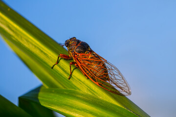 closeup huge cicada sit on the corn stem, natural animal background