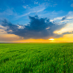 green rural fieldat the dramatic sunset, agricultural background