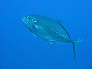 Naklejka premium Tauchen vor Gozo