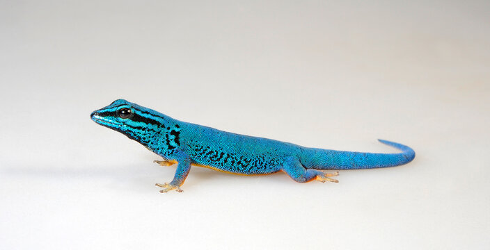 turquoise dwarf gecko // Himmelblauer Zwergtaggecko (Lygodactylus williamsi)