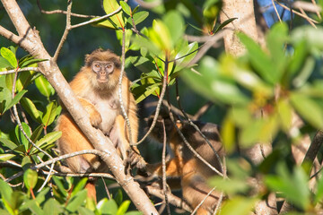 Western Red Colobus, or Bay Colobus (Procolobus badius), female sat in a tree, Gambia.
