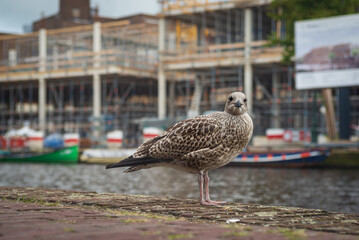 Baby seagull standing near the edge of canal, Leiden, Netherlands