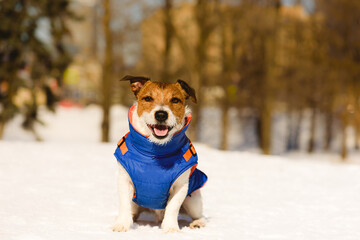 Happy dog in warm jacket sitting on snow on beautiful sunny winter day