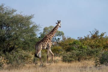 Giraffe (Giraffa giraffa) moving through grass and trees in the Timbavati Reserve, South Africa