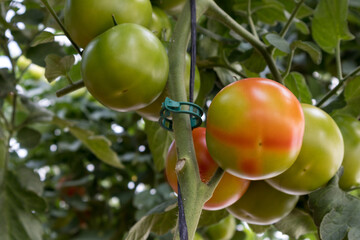 TIR, Tomate, maduración irregular, problema, fisopatia 