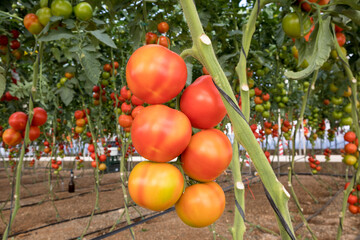 TIR, Tomate, maduración irregular, problema, fisopatia 