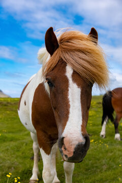 Tölt Bilder Durchsuchen 494 Archivfotos, und Videos