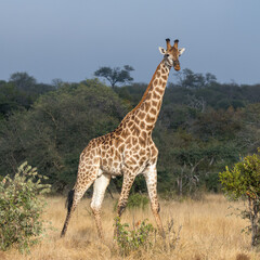 Naklejka na ściany i meble Giraffe (Giraffa giraffa) moving through grass and trees in the Timbavati Reserve, South Africa