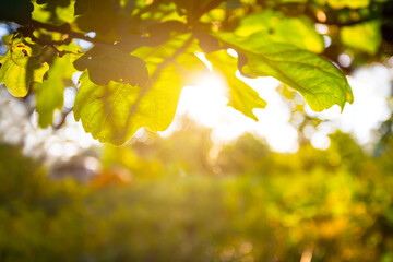 closeup red oak tree branch in a light of sparkle sun, autumn forest outdoor background