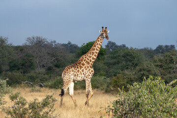 Giraffe (Giraffa giraffa) moving through grass and trees in the Timbavati Reserve, South Africa