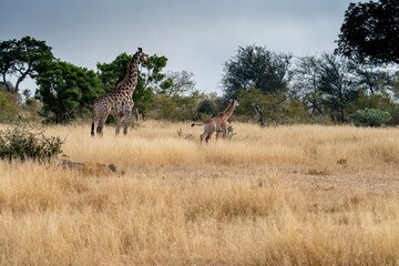 Giraffe (Giraffa giraffa) and it's calf moving through grass and trees in the Timbavati Reserve, South Africa
