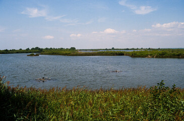 Réserve ornithologique, Le Teich, Bassin d'Arcachon, Landes de Gascogne, 33, Gironde