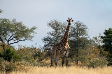 Giraffe (Giraffa giraffa) moving through grass and trees in the Timbavati Reserve, South Africa