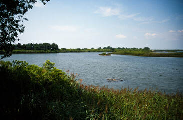 Réserve ornithologique, Le Teich, Bassin d'Arcachon, Landes de Gascogne, 33, Gironde