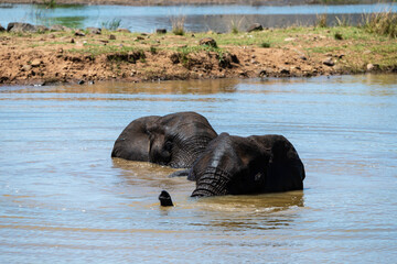 &Eacute;l&eacute;phant d'Afrique, Loxodonta africana, Parc national du Pilabesberg, Afrique du Sud
