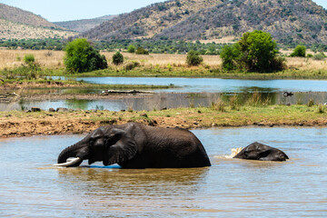 Éléphant d'Afrique, Loxodonta africana, Parc national du Pilabesberg, Afrique du Sud