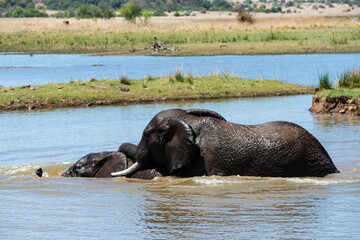 Obraz na płótnie Canvas Éléphant d'Afrique, Loxodonta africana, Parc national du Pilabesberg, Afrique du Sud
