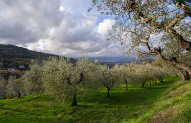 Fototapeta na wymiar olive grove on a green field in Tuscany under the rays of the evening sun