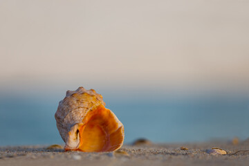 closeup empty marine shell lie on the sandy sea beach