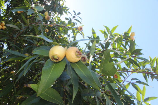 Syzygium jambos (Guljamun , Malabar Plum, Mountain Apple, chom pu or chom-phu, plum rose, water apple, pera de agua, Cloud apple, Wax apple, Malay apple, jambrosade, pomarrosa, rose apple)