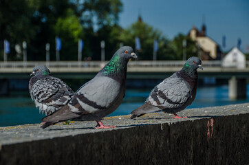Vögel unsere gefiederten Freunde
