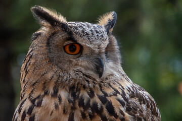 Vögel unsere gefiederten Freunde
