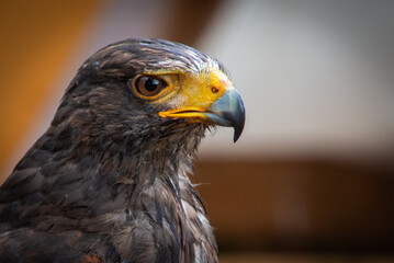 Vögel unsere gefiederten Freunde
