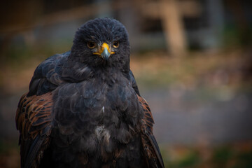 Vögel unsere gefiederten Freunde
