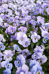 Viola williamsii
