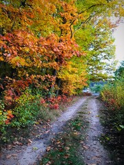 beautiful colours of autumn