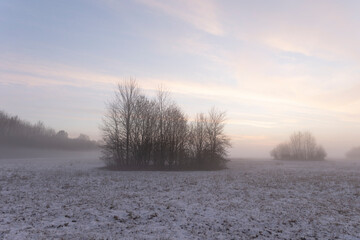 Fototapeta premium Sunrise over snowy meadow behind bush with ground fog in winter