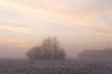 Fototapeta na wymiar Sunrise over snowy meadow behind bush with ground fog in winter