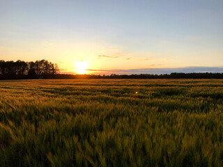 beautiful field of gold