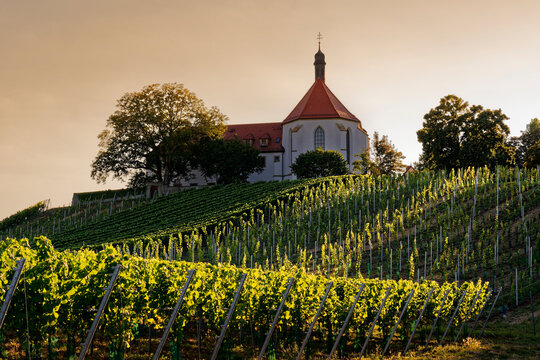 Vogelsburg und Weinberge an der Volkacher Mainschleife, Unterfanken, Bayern, Deutschland
