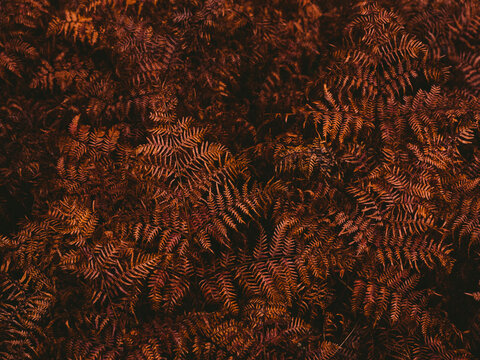 High angle view of brown fern leaves