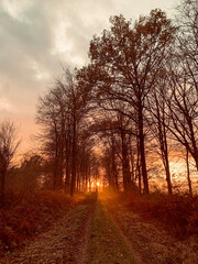 woodland sunset over Norfolk 