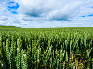 Field of wheat in the summer