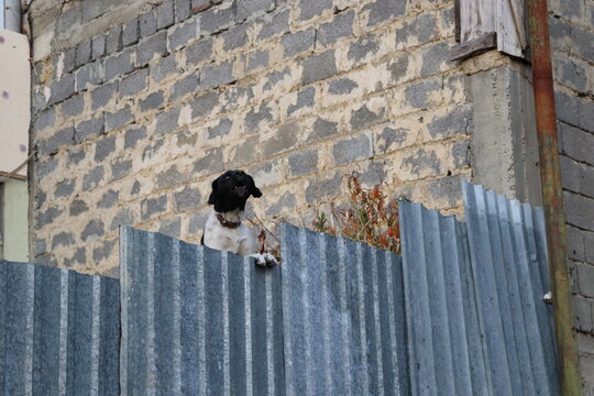 dog looks over the fence