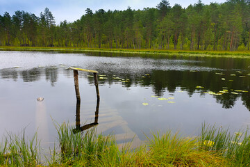 The forest river is blocked by an artificial dam. A small lake was formed from the flood. The...