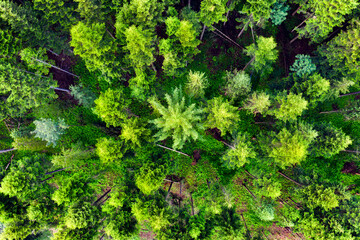 Nature. Aerial view at summer forest. Natural summer landscape from air.  Landscape from drone