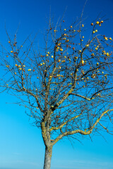 Kahler Baum mt Äpfeln im Herbst